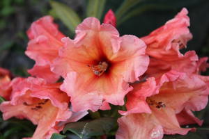 Cluster of trumpet-shaped, coral-pink Rhododendron Apricot Nectar blooms with ruffled edges set against dark green foliage.