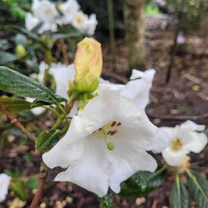 Close-up of the Rhododendron Denali flower in white with a yellow bud, set among green leaves and a softly blurred background.