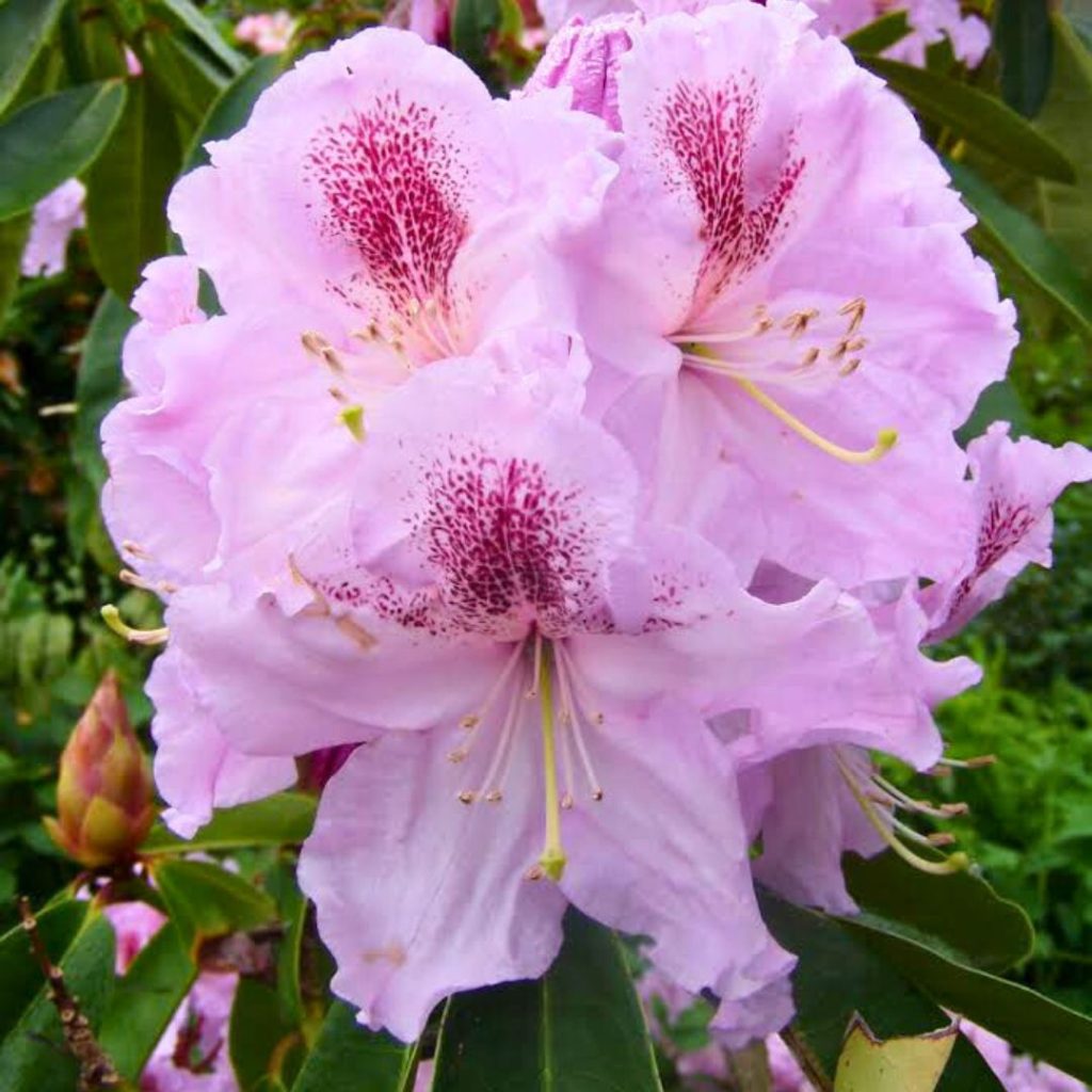 Rhododendron Derell King