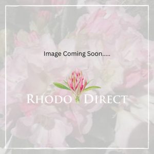 A placeholder image with "Image Coming Soon..." and the Rhodo Direct logo featuring a pink Rhododendron hints at our stunning new Rhododendron Burgendy variety, soon to be revealed.