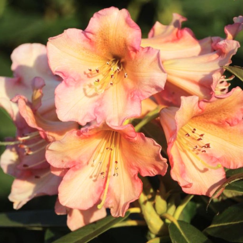 Rhododendron Margaret Dunn