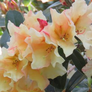 The Rhododendron Moon Orchid features a cluster of pale yellow, ruffled flowers with dark green leaves, glowing beautifully in bright sunlight.