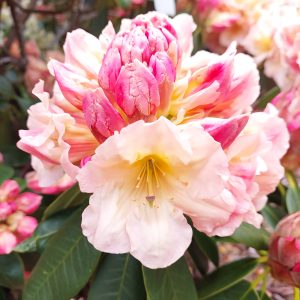 A close-up of a Rhododendron Peach Ball in bloom, displaying soft pink and cream petals against a backdrop of lush green leaves.