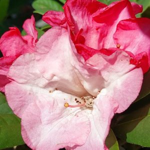 Close-up of a blooming Rhododendron Pink Cushion, showcasing its vibrant pink and red petals and stamens among lush green leaves.