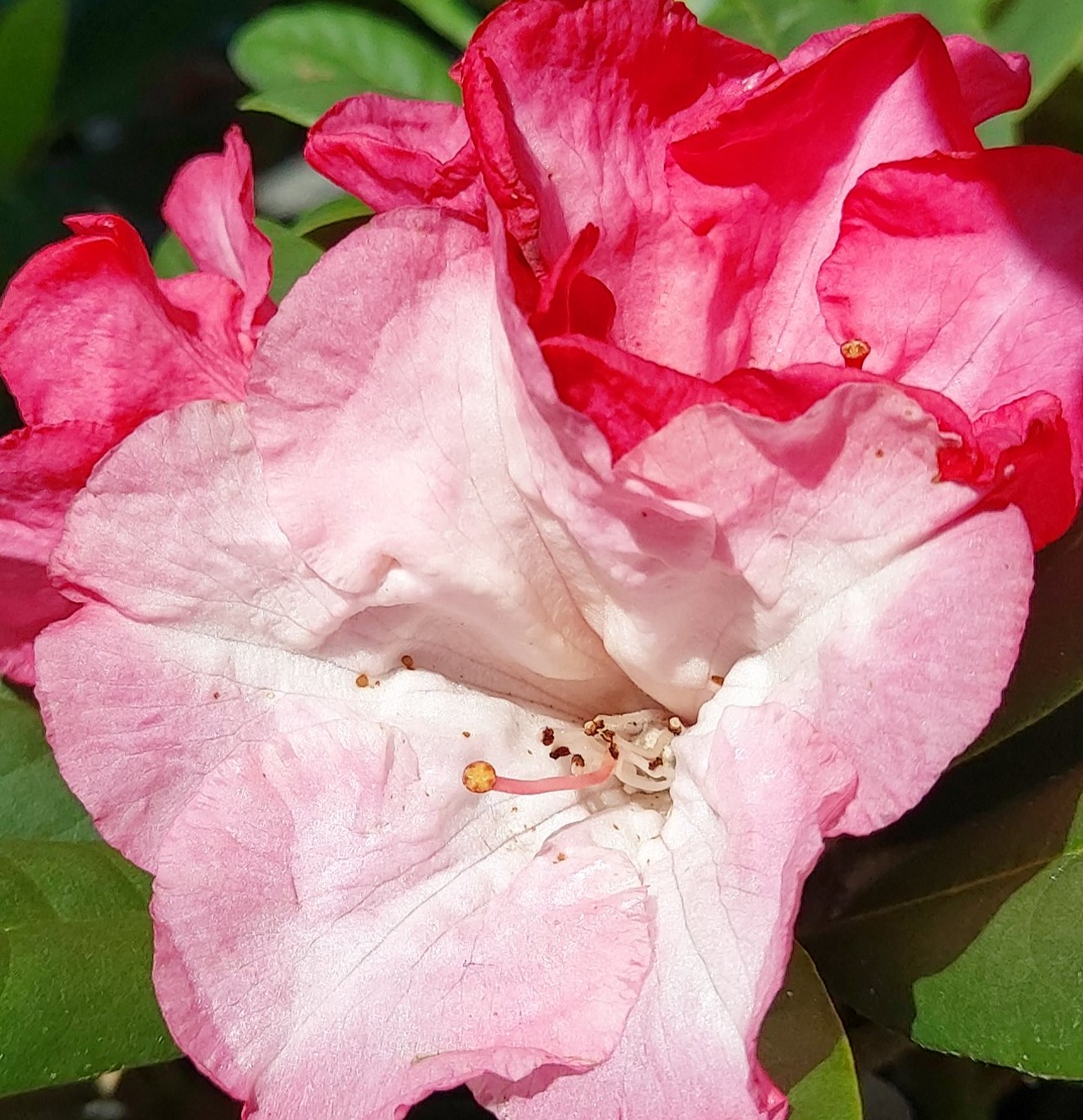 Close-up of a blooming Rhododendron Pink Cushion, showcasing its vibrant pink and red petals and stamens among lush green leaves.