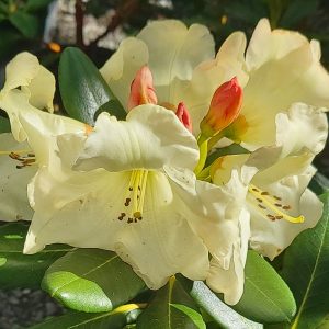 Rhododendron Odee Wright: Cream-colored flowers with red buds and green leaves, captured in bright sunlight.