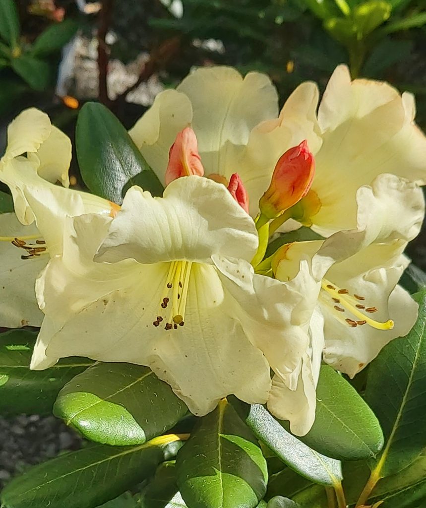 Rhododendron Odee Wright: Cream-colored flowers with red buds and green leaves, captured in bright sunlight.
