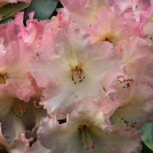 Cluster of pale pink Rhododendron Rwain flowers with ruffled petals and visible stamens, highlighting the delicate beauty that makes this variety renowned.