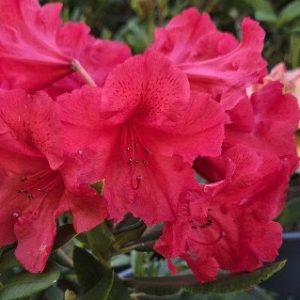 Vivid red Rhododendron Tally Ho flowers bloom among lush green leaves, set against a softly blurred background.