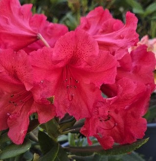 Vivid red Rhododendron Tally Ho flowers bloom among lush green leaves, set against a softly blurred background.