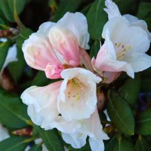 Close-up of pale pink and white Rhododendron White Mouse (Mice) flowers, set against softly blurred lush green leaves in the background.