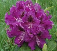Rhododendron Yak X Purple Splendor