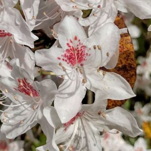 Close-up of Rhododendron Yunnanense white flowers with red centers and visible stamens, set against green foliage and a brown-spotted leaf in the background.