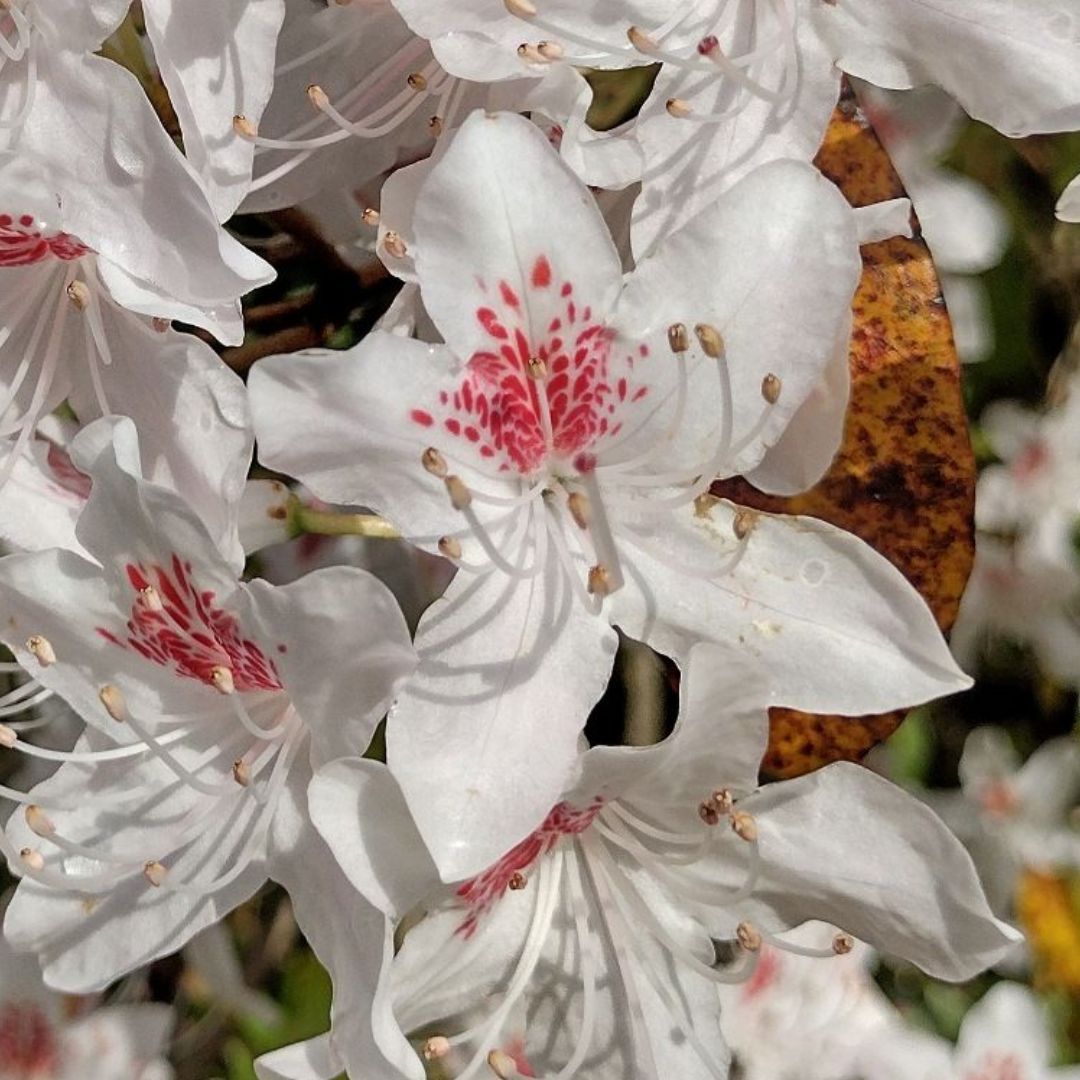 Close-up of Rhododendron Yunnanense white flowers with red centers and visible stamens, set against green foliage and a brown-spotted leaf in the background.