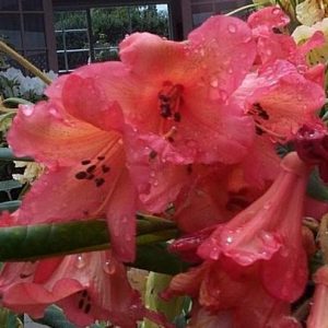 Close-up of Rhododendron Roman Pottery’s pink rhododendron flowers with raindrops on the petals, set against blurred leaves and a building—capturing delicate beauty cherished since ancient times.