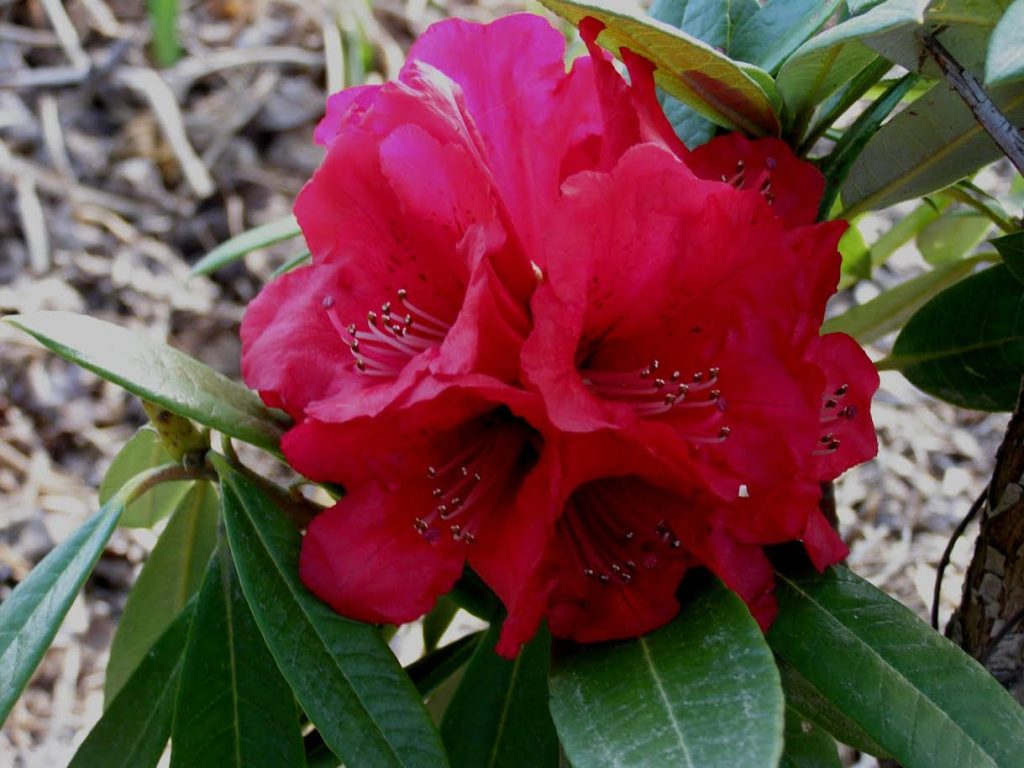Rhododendron Arboreum Red