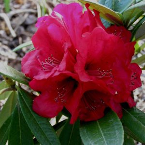 Rhododendron Arboreum Red flowers in a vibrant cluster with green leaves, photographed outdoors against a blurred brown background.