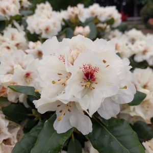 Close-up of the Rhododendron Breslau flower, featuring white petals with red spots near the center, set among green leaves and additional white blooms in the background.