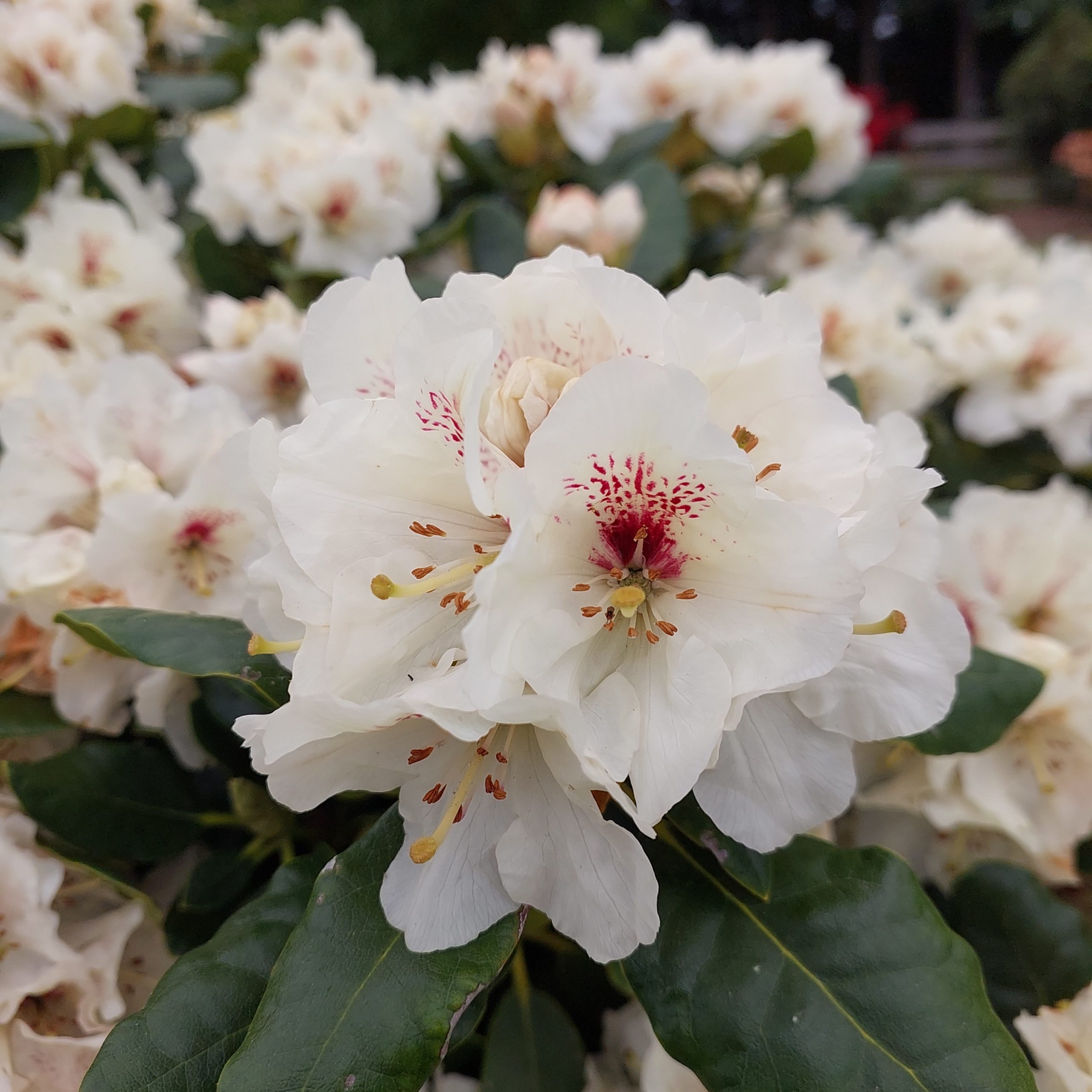 Close-up of the Rhododendron Breslau flower, featuring white petals with red spots near the center, set among green leaves and additional white blooms in the background.