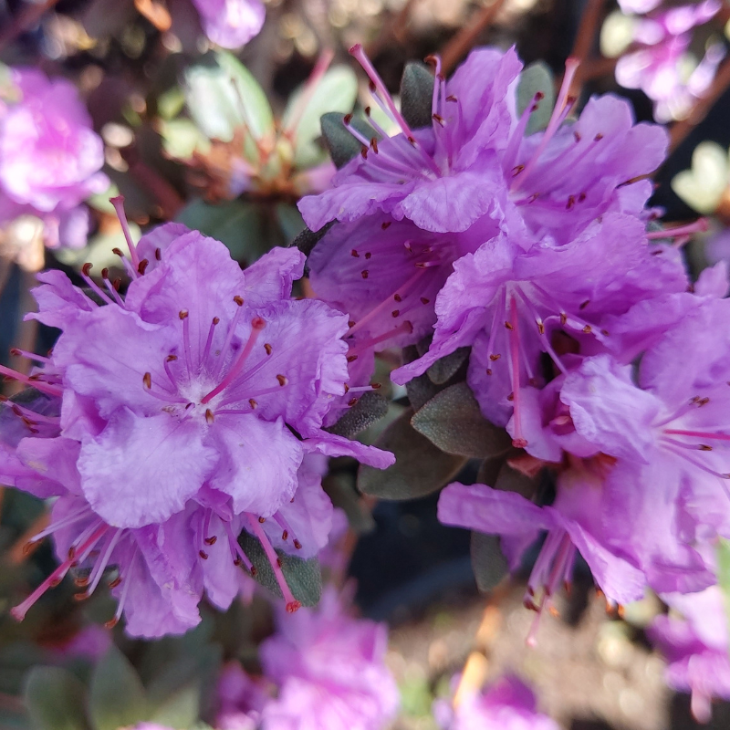 Close-up of clusters of vibrant purple alpine dwarf rhododendrons with delicate petals and long stamens, surrounded by green leaves—perfect for adding color to a rock garden.