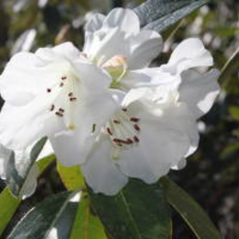 Close-up of two white dwarf rhododendrons with visible stamens, surrounded by green leaves—these alpine rock stars showcase their delicate beauty in every petal.