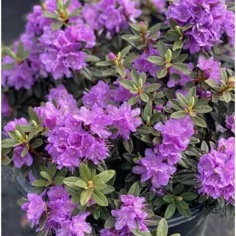 A potted dwarf rhododendron showcases the beauty of numerous vibrant purple flowers and green leaves, densely clustered together—perfect for adding alpine rock charm to any space.