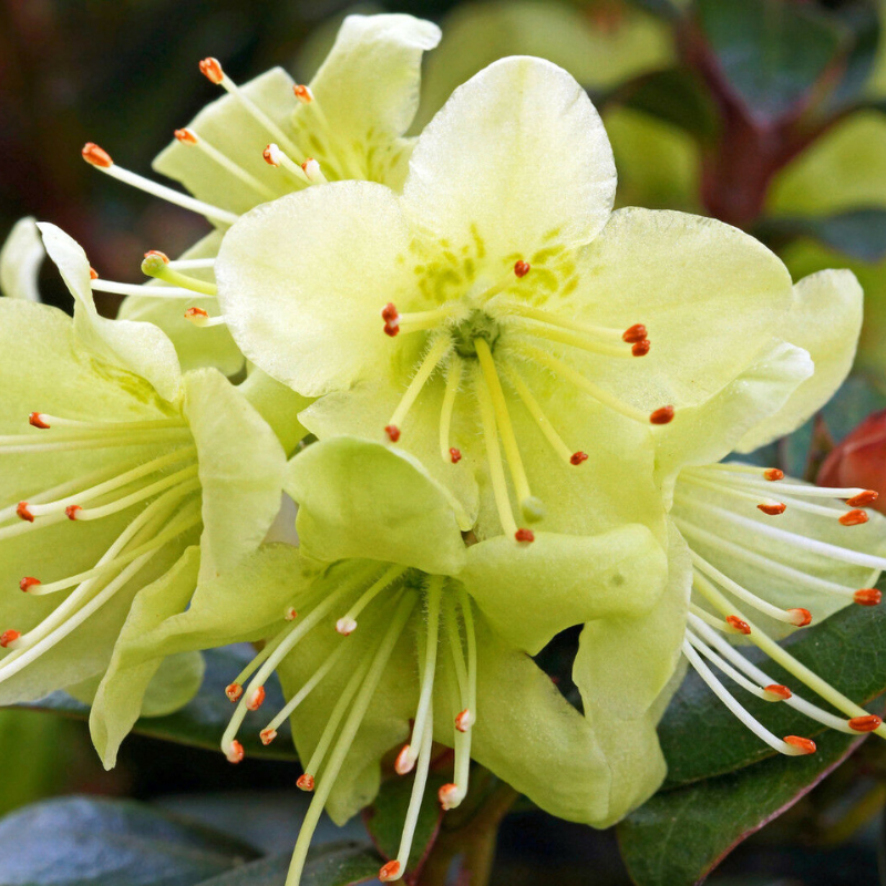 Close-up of pale yellow dwarf rhododendrons with prominent stamens, nestled among green leaves and the natural beauty of an alpine rock background.