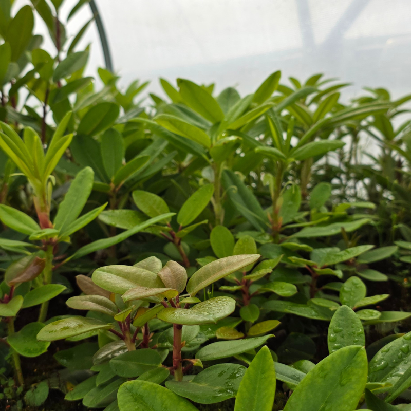 Close-up view of dense green leafy plants in a greenhouse, showcasing healthy growth achieved through careful potting up and pinching back, with condensation visible on the plastic covering in the background.