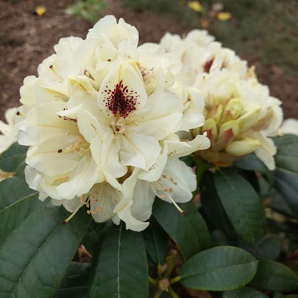 Rhododendron Blunique