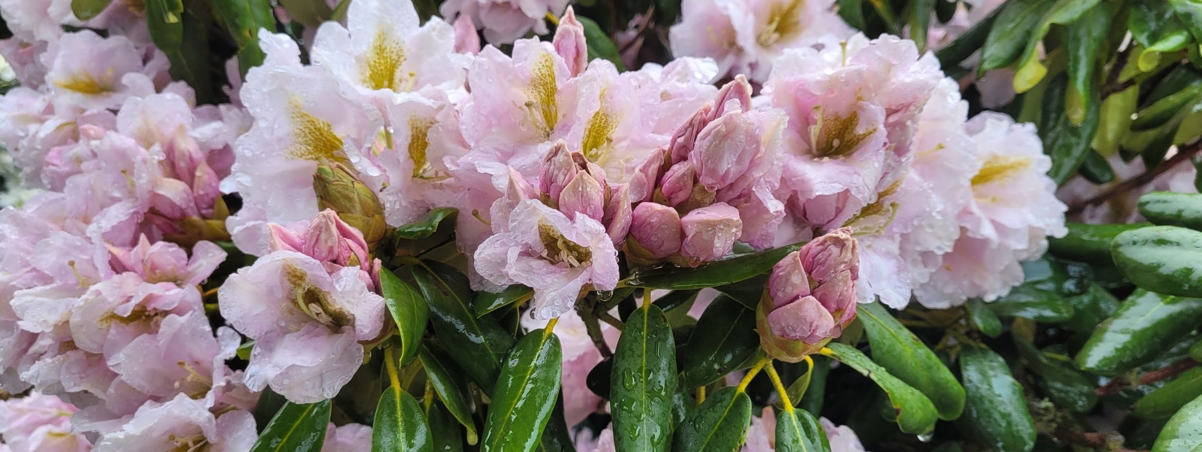 Close-up of light pink rhododendron flowers and buds with green leaves, covered in raindrops—nature’s delicate palette inspiring the 2026 collection.