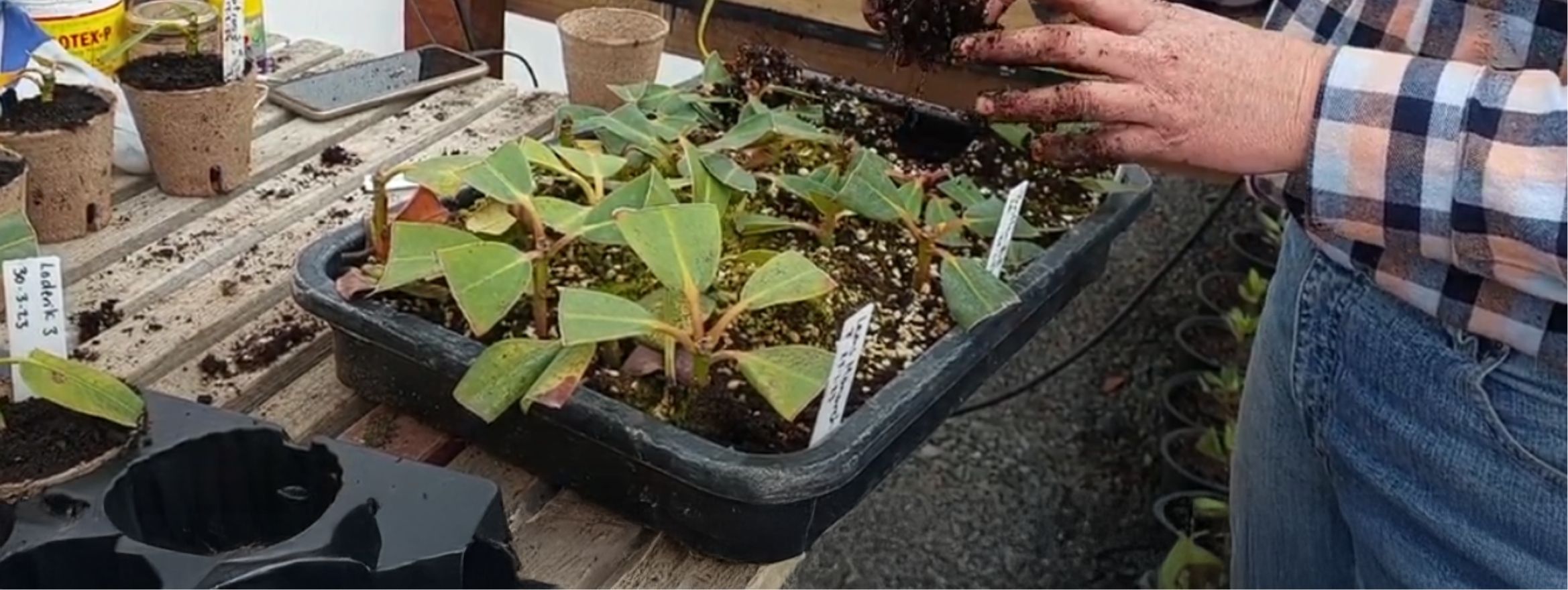 Person making a collection of plant cuttings, potting them in a tray filled with soil on a wooden table, surrounded by pots, labels, and gardening tools.