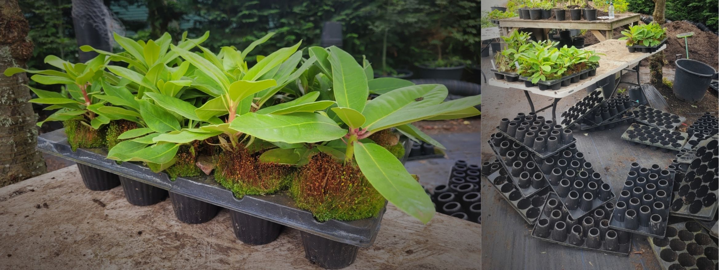 Trays of young plants with green leaves sit on a table outdoors, surrounded by empty black plastic pots and gardening supplies, ready to be part of your 2026 Collection in garden style.