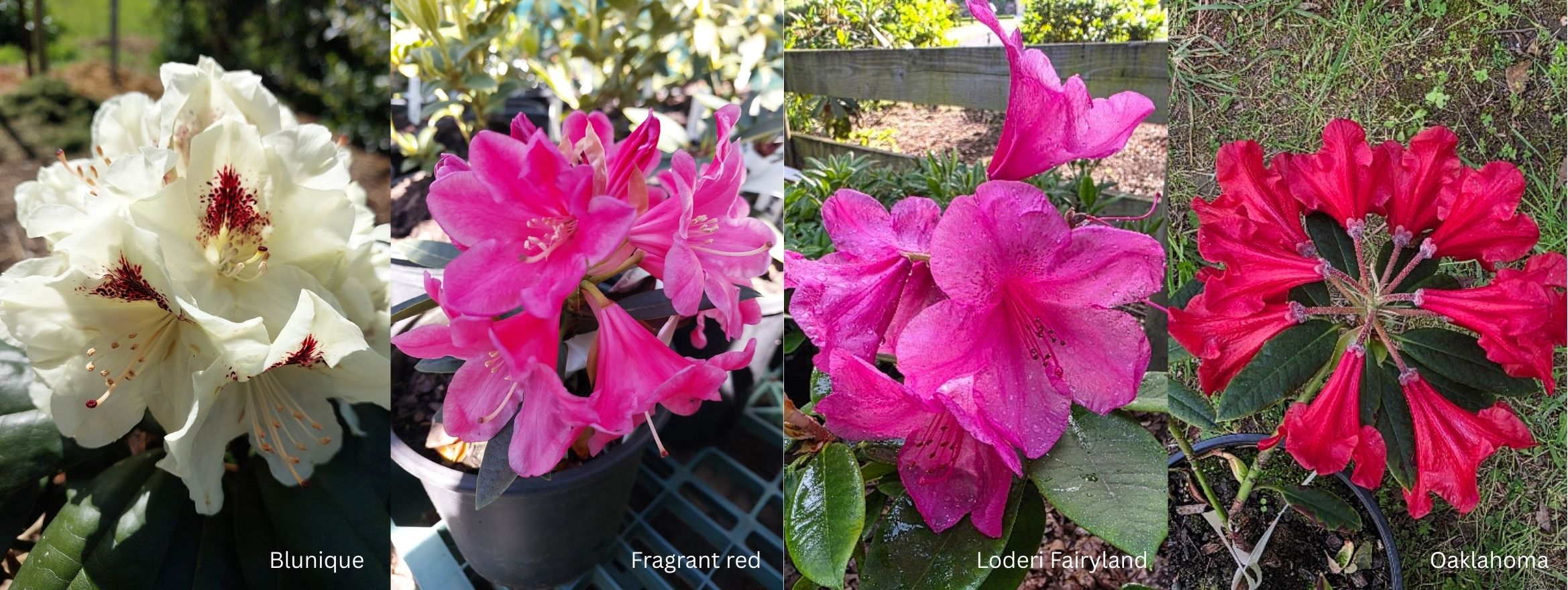 Four different rhododendron flowers from the 2026 Collection—Blunique, Fragrant Red, Loden Fairyland, and Oaklahoma—each showcase distinct colors and petal shapes, capturing the artistry behind this stunning collection.