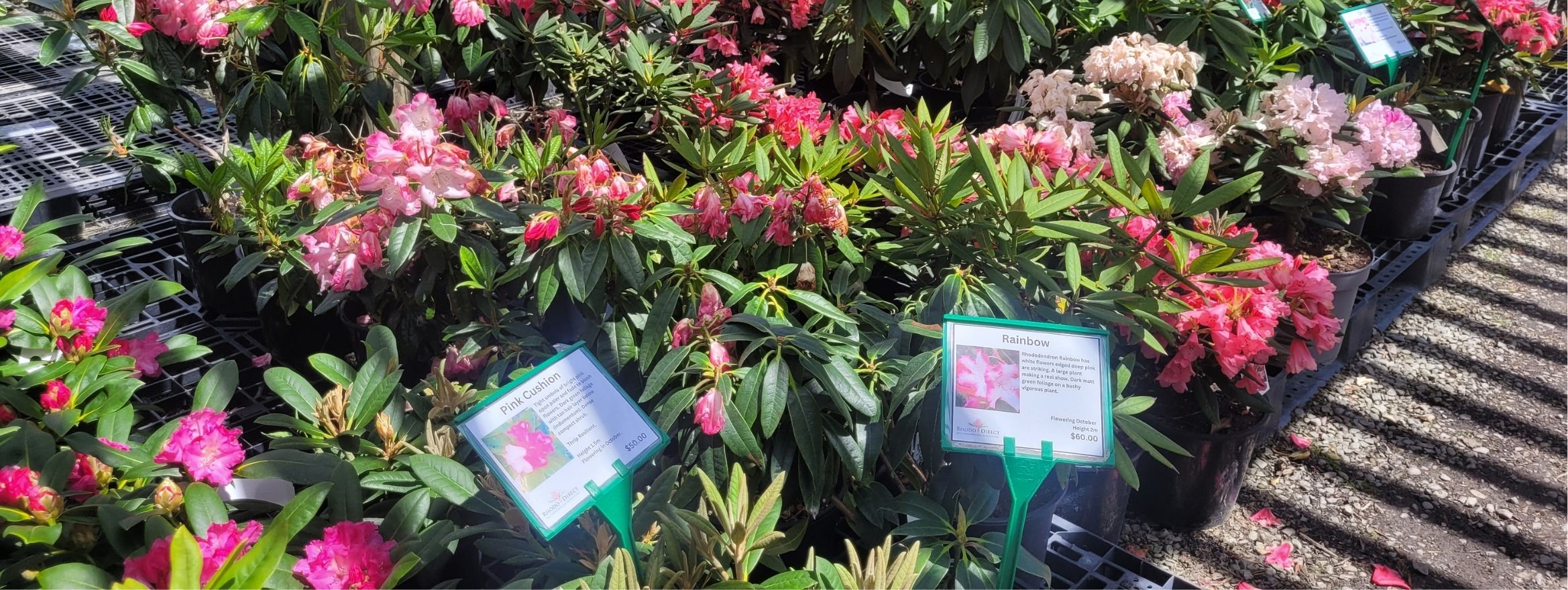 Rows of potted rhododendron plants with pink and white blooms are displayed for sale outdoors, each with a label describing the plant variety—like a new collection in a 2026 Collection, ready to bring fresh style to your garden.