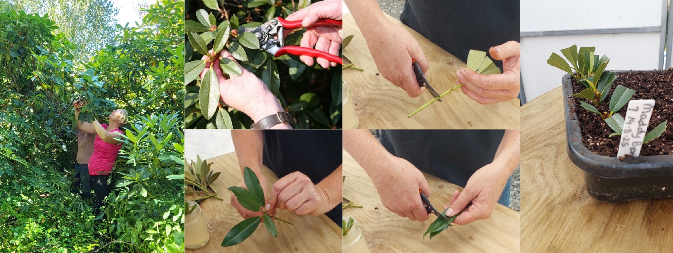 A step-by-step collage showing a person taking cuttings from a plant, trimming and preparing them, and placing them in a labeled pot with soil for propagation, inspired by the meticulous process behind the Making of Collection.