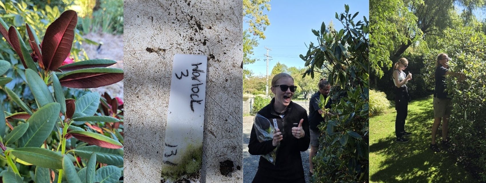 Four-panel image: close-up of plant leaves, a labeled plant marker in soil, a person in sunglasses smiling by plants, and two people observing plants in a sunny outdoor area.