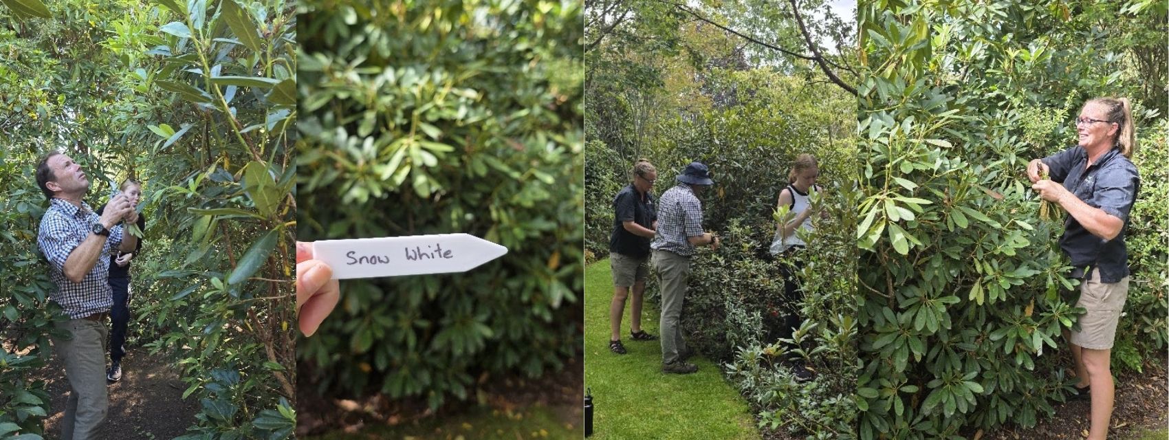 People examine and work with tall leafy shrubs in a garden; one holds a plant tag labeled "Snow White.