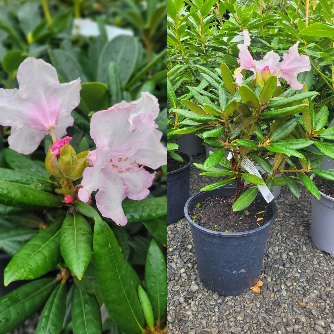 A potted rhododendron from Rhodo Direct, with glossy green leaves and clusters of pale pink flowers, is shown in close-up and full view among other potted plants—perfect for showcasing on your Home Page.