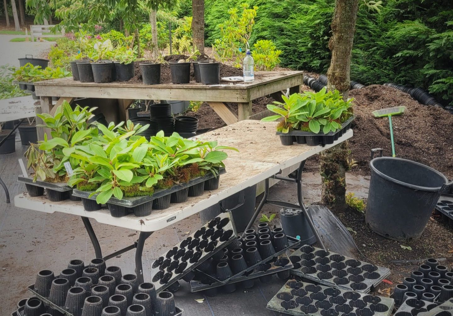 Empty plant trays and potted plants are arranged on outdoor tables under trees, with gardening supplies and soil nearby—just like the inviting scenes featured on the Rhodo Direct home page.