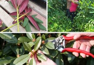 Top left: Red leaves on a wooden surface. Top right: Two people working in dense greenery to ensure rhododendron propagation. Bottom: Hands using pruning shears on green leaves for successful cultivation.
