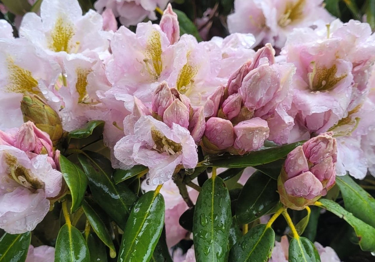 Close-up of light pink rhododendron flowers and buds with green leaves, covered in raindrops—nature’s delicate palette inspiring the 2026 collection.