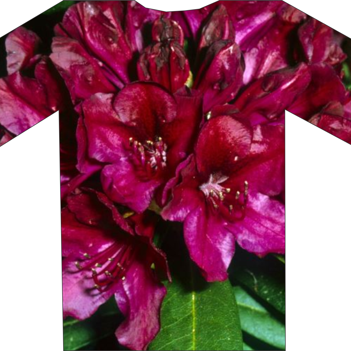 T-shirt with a vibrant design featuring large, deep red flowers and lush green leaves, exclusively available at Rhodo Direct for a limited time.