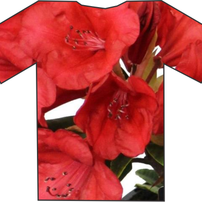 This T-shirt design from Rhodo Direct features a vibrant pattern of red flowers and green leaves on a crisp white background, making it a perfect choice to stand out on your home page or any casual outing.