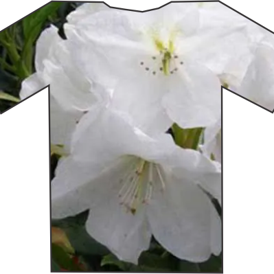 A white rhododendron flower, reminiscent of a bespoke T-shirt from Rhodo Direct, blooms elegantly.