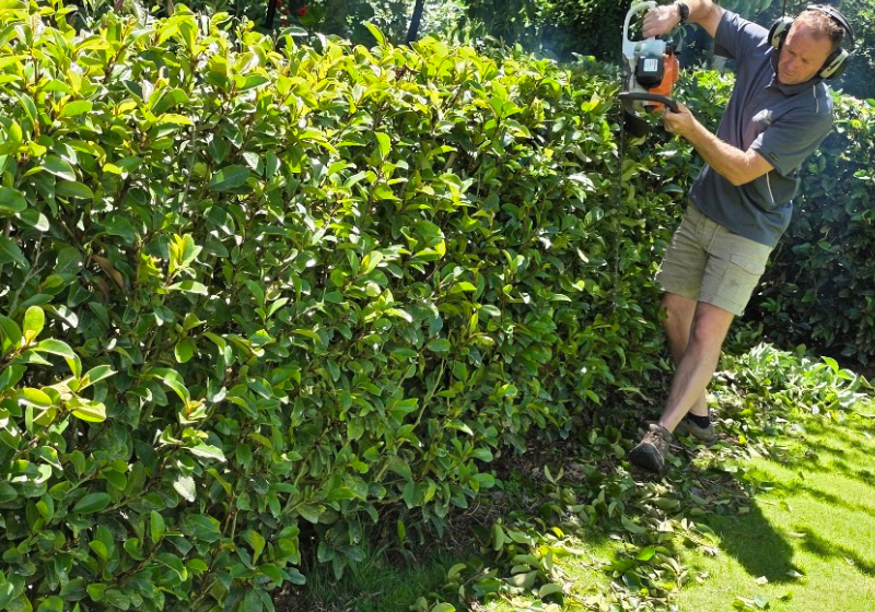 A person wearing ear protection trims a tall green hedge with a powered hedge trimmer, following Steve’s Secret for Perfect Hedges, with cut leaves scattered on the grass below.