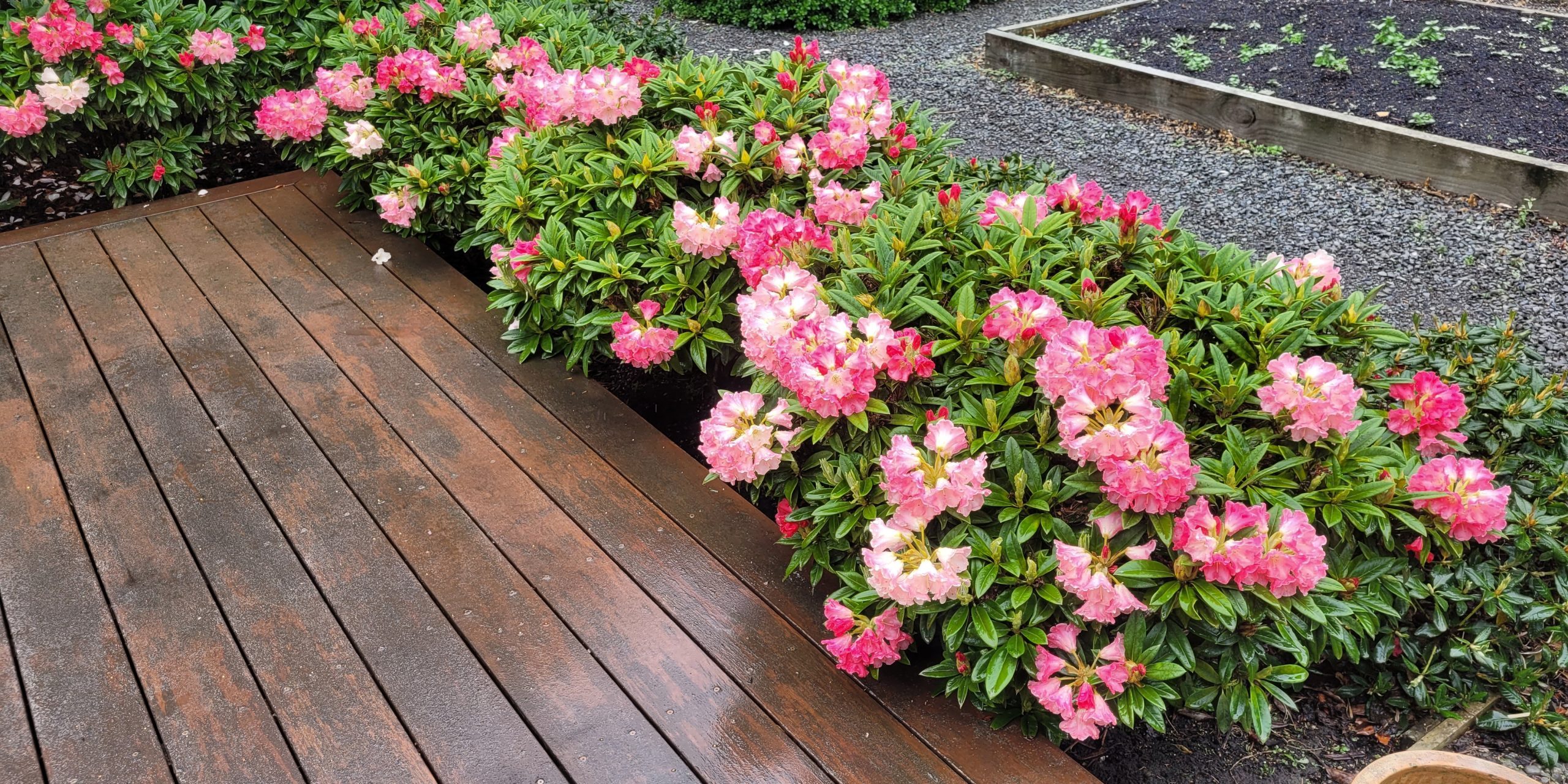 Pink and white rhododendron bushes in bloom beside a wet wooden deck, with a gravel path and raised garden beds in the background—a perfect feature for the Rhodo Direct home page.
