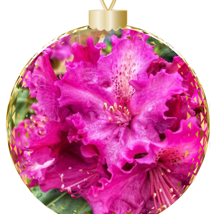 A Christmas ornament from Rhodo Direct, showcasing vibrant pink flowers with ruffled petals and visible stamens, adds a touch of elegance to your home page decor.