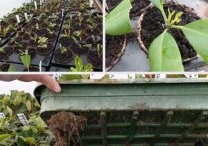 A composite image showing plant seedlings in a greenhouse. The top left showcases thriving cuttings lined up in rows; the top right features close-ups of seedlings nestled in soil trays like they're experiencing Jiffy Joy; and the bottom reveals roots extending from pots, eager to find their new home.