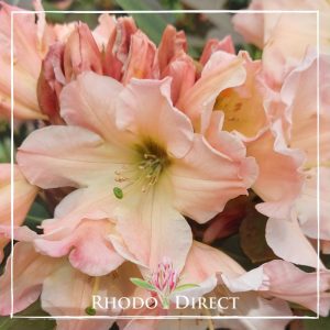 Rhododendron rhododendron rhododendron rhodo.