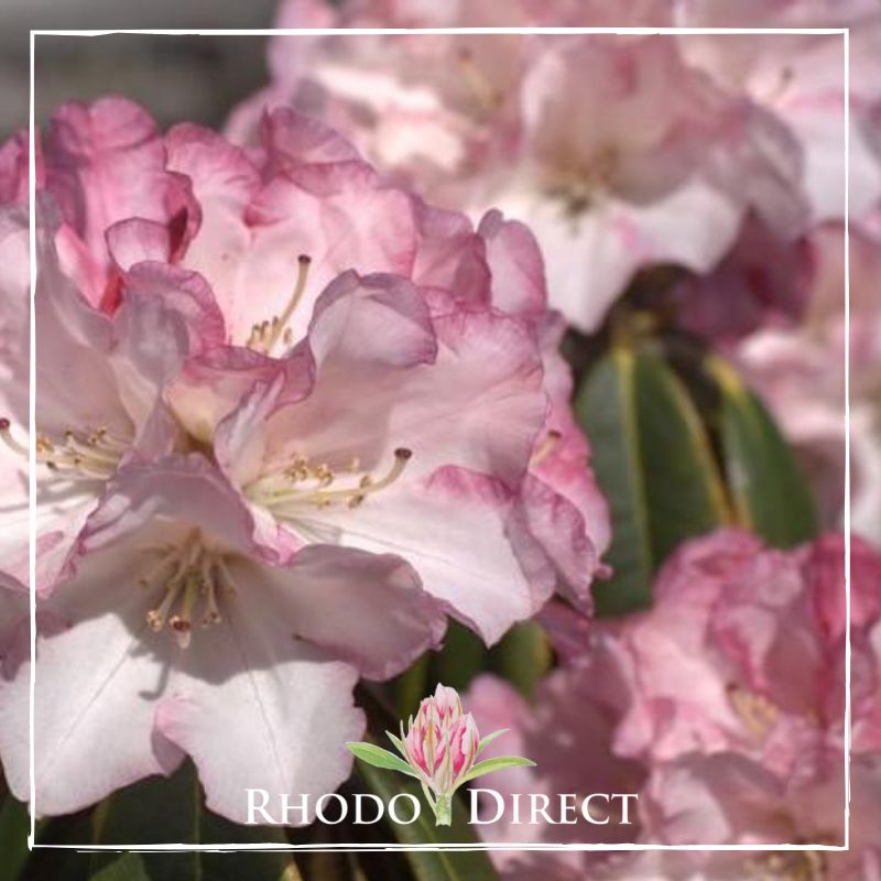 A pink rhododendron with the words rhododendron direct.
